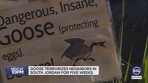 “He was flying about 800 miles an hour directly toward my son - it was like a missle.” A neighborhood terrorized by a goose, came to understand him as they learned what he was protecting. MORE: “He was flying about 800 miles an hour directly toward my son,” John said of one incident. “It was like a missile.” | KSL 5 TV