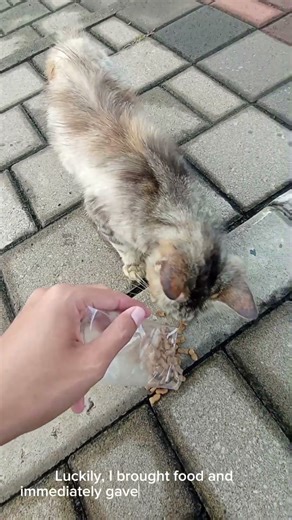 Real Cat Episode 5: This Cat Came to See Me. #cat #realcats #cat