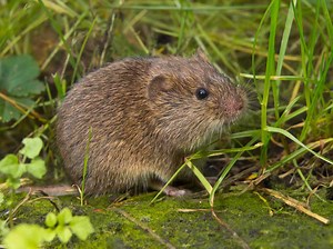 Moles vs. Voles: How to Tell the Difference Between These Common Garden Pests