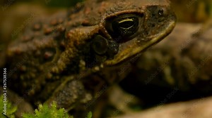 beautiful macro close up of cane toad in its natural habitat!