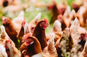 About Us | Josh's Rainbow Eggs