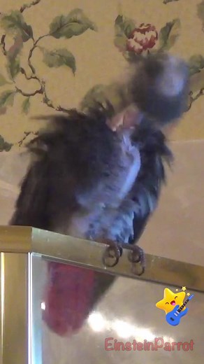 310K views · 12K reactions | Don’t slip when you’re wet! #youreallwet #gimmiekiss #slipperywhenwet #slippery #parrotvideo #birdvideos #einsteinparrot #parrots #africangreyparrots #talkingparrots #talkingbird | Einstein the Talking Texan Parrot | Facebook