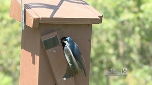Tree Swallow Project