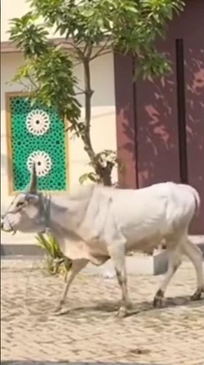 sapi kurban ngamuk ga mau disebelih #sapingamuk #sapikurbanterbaik