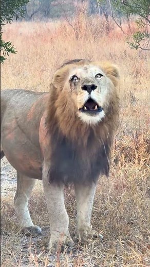 ROARING STEAM! Majestic Nkuhuma Male Lion Waking Up the Savannah 🦁🔥#lion #lionroar #lionking