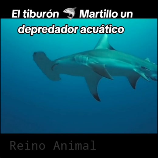 3.7K views · 62 reactions | 麗 El Tiburón Martillo, Un Increíble Depredador Del Océano  #tiburonmartillo #NatGeo #DiscoveryChannel #AnimalPlanet #Documentales #Increiblenaturaleza4k | Increible Naturaleza 4K | Facebook
