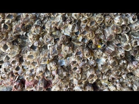 ASMR Boat Clean – Satisfying Barnacle Removal | No Talking (454)