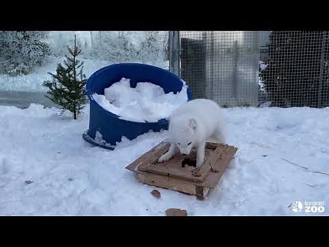 Arctic Fox Enrichment