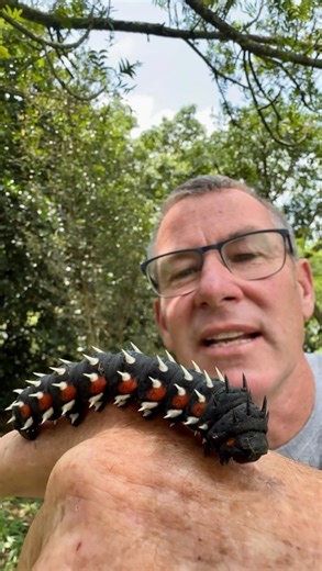 From way outter space! Check out these weird Tetrio Sphinx Moth Caterpillars! 👽🐛 • • • #caterpillar #insects_of_our_world #alien #outerspace #foryou #wow #livingmybestlife #ivancarter #walklikeus #instagram #reelitfeelit #video #checkitout #closeup | Ivan Carter