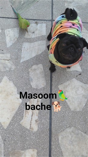 hmare masoom bache #talkingparot #dogshorts #dogbreed #2026 #birds