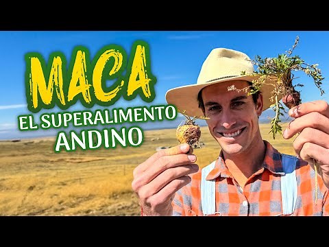 Maca: el superalimento andino 🌱 Todo sobre sus variedades, producción y épocas clave para su cultivo