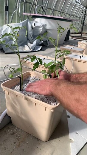 How to Plant the Bato Bucket System