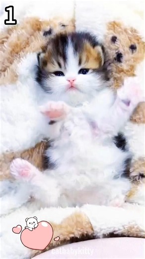 Which cat is your favorite?♥️🐱 #cat #kitten