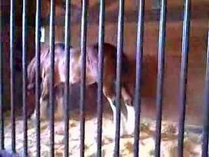 Budweiser Clydesdale At Sea World San Antonio