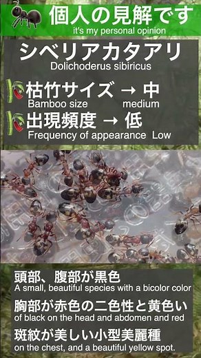 🎋Ant species living in bamboo 🐜Dolichoderus sibiricus #Ant #Antkeeping #Collectingants