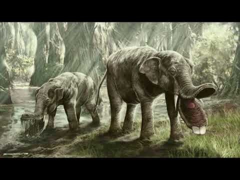 #edits #platybelodon