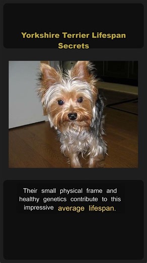 Yorkshire Terrier Lifespan Secrets 🐶✨ #Shorts