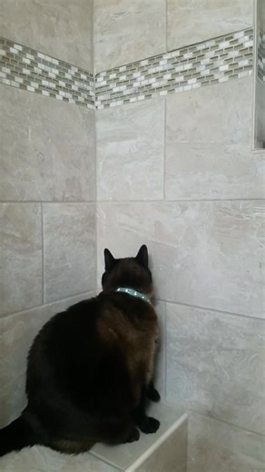 Dessie Mitcheson on Reels