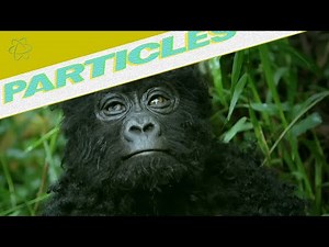 Wild Gorillas Captured on Video by Robot "Spy" Gorilla