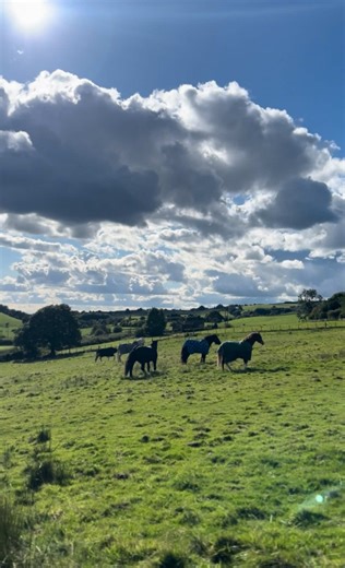 The Year of the Horse Ancient cultures didn’t see the horse as power alone, but as guidance. A creature that carries you across unfamiliar land once commitment is made. Not a year for standing still. Not a year for overthinking the journey. A year to build strength, follow instinct, and travel with intention. Some paths only open once you’re already in motion. 🐎 @solheim_project #healthandwellness #nature #primal #naturelovers #consciousliving