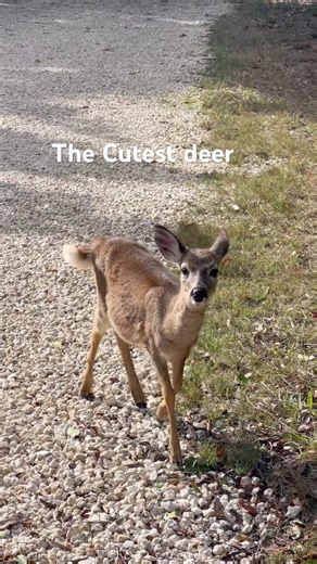 My new favorite deer #keydeer #floridakeys #endangered #florida #cute
