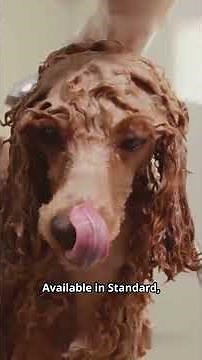 ➡️ “7 Different Types of Dogs and What Makes Them Special 🐶 | The Curious Creature Shorts