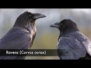 Raven (Corvus corax) Call