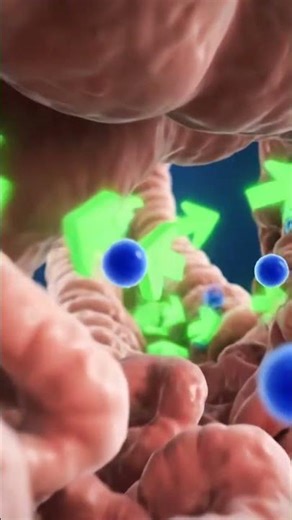5HT4 Receptor Serotonin Prokinetic