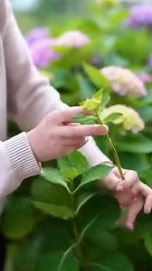 🌸 Grow Hydrangeas from Cuttings — Easy & Rewarding! 🌿✨ steps: | Home & Garden