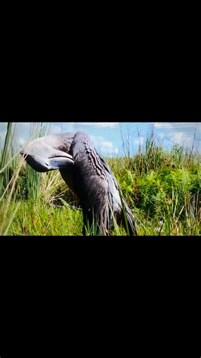 These are papyruses in it’s natural habitat (equatorial) You don’t need to cultivate unlike “cultivated” in areas that are not native to papyrus (greenhouse, trays, pots placing them in ponds or shallow water which is exhausting, draining and costly to maintain #papyrus | James Nagbe Wiah | Facebook