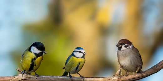 26 common British birds and how to spot them