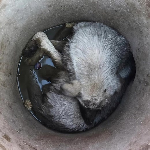 20K views · 94 reactions | În timp ce mergeam pe stradă, am auzit...