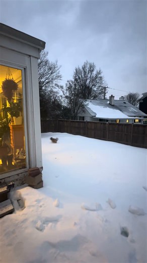 Layla's snow day! #adoptable