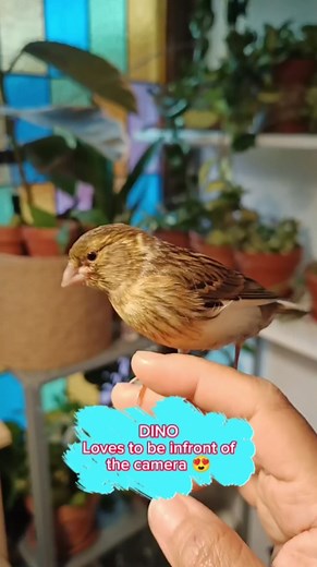 40 reactions · 31 comments | DINO The canary bird loves to be infront...