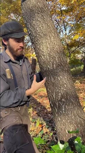 An EASY tree to identify by bark! Black cherry (Prunus serotina) #tree #arborist #nature #botany