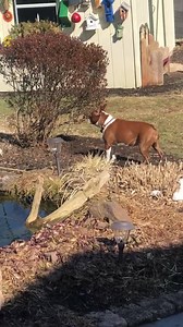 Chicken chasing fun, the best part no pancake peckers. 🥞 🐓 | GabbyGirl Princess Willow