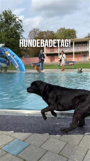 Zum Ende der Freibadsaison dürfen endlich wieder die Fellnasen ins Wasser! 💦🐶 Beim beliebten Hundebadetag der SWM haben Hunde das Becken ganz für sich – und das gleich an vier Tagen! 📍 Ungererbad 🗓️ Mi, 17.9. | 10–18 Uhr 🗓️ Do, 18.9. | 10–17 Uhr 📍 Dantebad (FKK-Becken) 🗓️ Fr, 19.9. | 10–18 Uhr 🗓️ Sa, 20.9. | 10–18 Uhr Eintritt: 5 € pro Hund, Menschen kommen kostenlos rein. 💡Tierschutzverein München e.V. ist mit einem Infostand vor Ort. 🎾 Schwimmen, Spielen & Spaß – bei jedem Wetter! #h