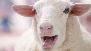 Target Zootopia Sheep Haul