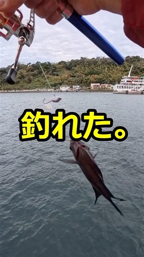 【ちょび釣り】万年筆で、桜島の魚が釣れた【鹿児島正月釣り旅】