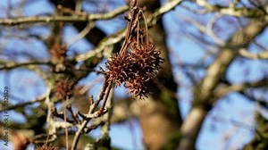 Dry spiky seeds of Liquidambar styraciflua. American Sweetgum tree in winter Stock Video