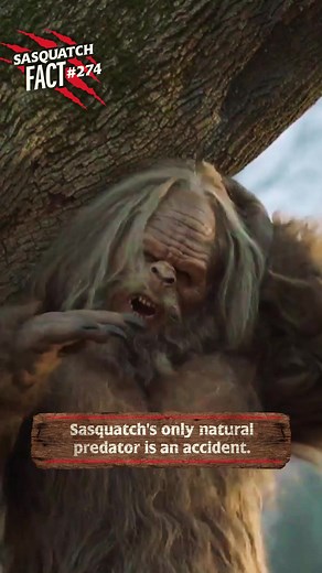 Encounter Sasquatch in the Woods: Jack Links Commercial