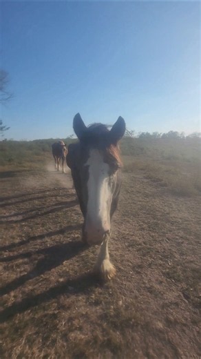 3 Rescue Draft Horses. One Strut✨️