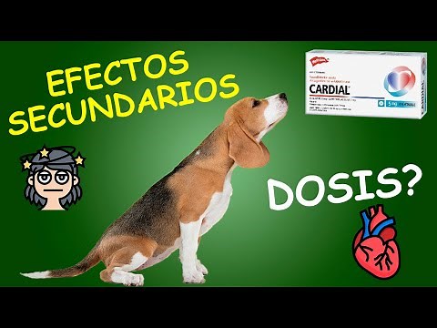 Insuficiencia cardíaca en PERROS: Diagnóstico y tratamiento