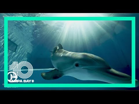 Honoring the legacy of Winter the Dolphin