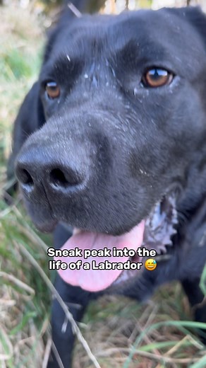 What color Labrador do you think are the craziest? 🤪 #dogs #pets #labrador #puppy #pupphub #dogsofig #dogslife #doglover #dogmom #labrador_lovers #labradorsofinstagram | PuppHub