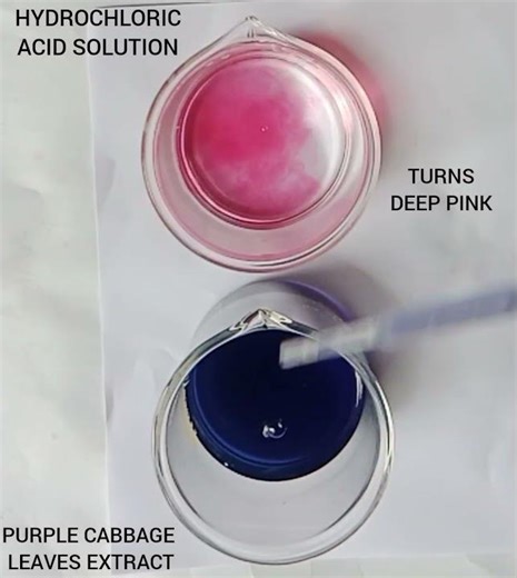 TESTING OF HYDROCHLORIC ACID SOLUTION WITH PURPLE CABBAGE NATURAL INDICATOR