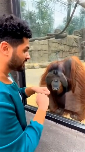 🦧💥 This Orangutan’s Prank BROKE the Internet! 😂📸 | Meow Buzzy