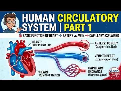 Human Circulatory System in Simple Words in Urdu/Hindi | Heart, Artery, Vein & Capillary | Part 1