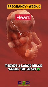 498K views · 4.2K reactions | What Happens During Week 6 of Your Pregnancy 擄 | Pregnancy to parenting | Facebook