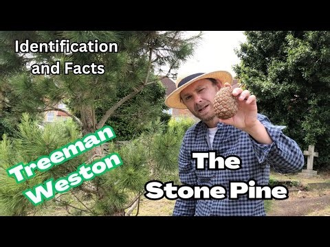 How to Identify a Stone Pine (Pinus pinea) Plus Facts